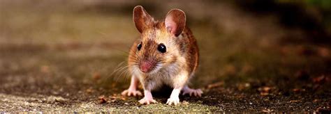 9 Interesting Facts About Brampton's Rodents