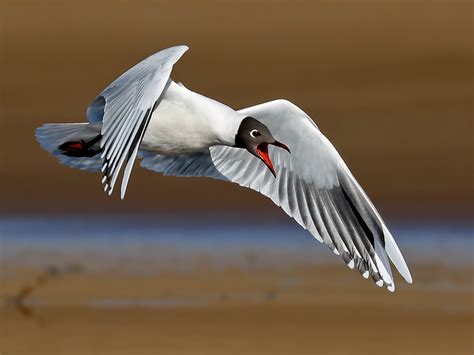 Brown-hooded Gull - eBird