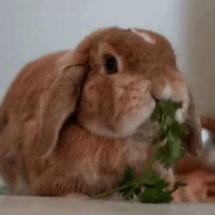 Cute Bunny GIF - Cute Bunny Eating - Discover & Share GIFs