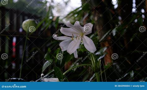 White Tiger Lily Flower in a Garden Stock Photo - Image of background ...