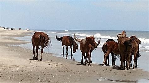 Ancestors of Outer Banks wild horses landed in Currituck 500 years ago ...