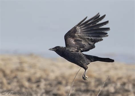 American Crow In Flight – Feathered Photography