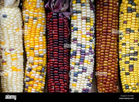 Different varieties of maize cobs Stock Photo - Alamy