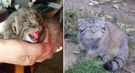 Strange Kittens Discovered in Russian Barn, never seen before moment