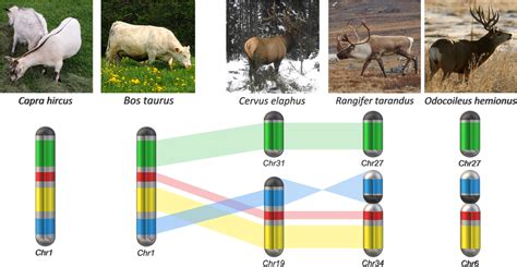 Suggested evolution of bovine chromosome 1 ancestral ortholog in ...