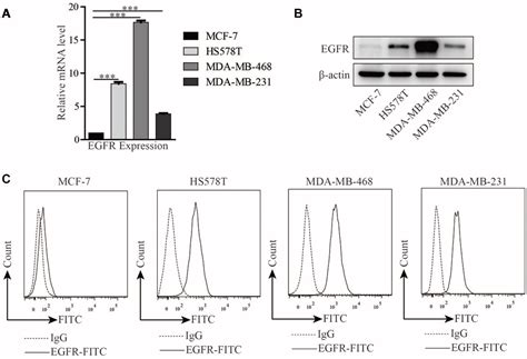 EGFR-specific CAR-T cells trigger cell lysis in EGFR-positive TNBC ...