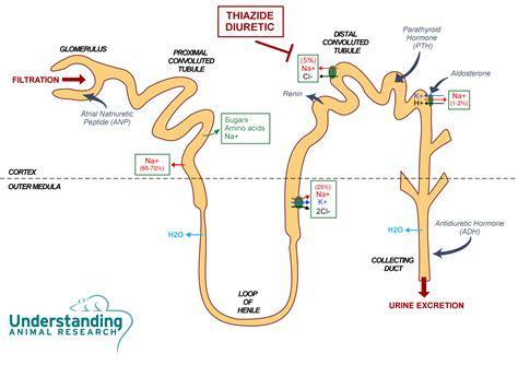 Bendroflumethiazide - a diuretic | ari.info | ari.info