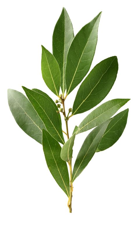 Bay Leaf Plant: How To Grow, Harvest & Use Them