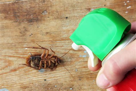 Kill Cockroach With Pest Exterminator Stock Photo - Image of roach ...