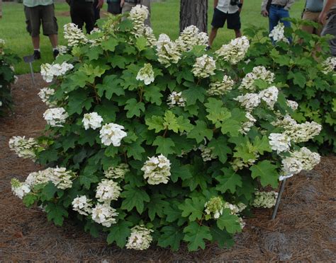 Oak Leaf Hydrangea Planting Guide