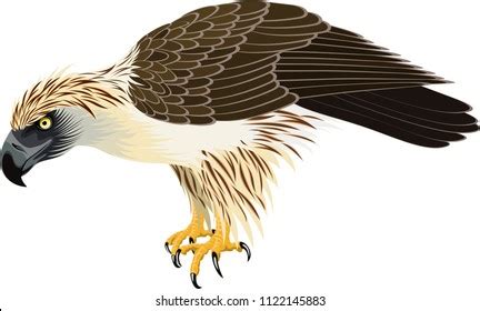 The Best Silhouette Philippine Eagle Png - Tong Kosong