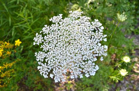 Queen Anne's Lace 2 - Watching for WildflowersWatching for Wildflowers