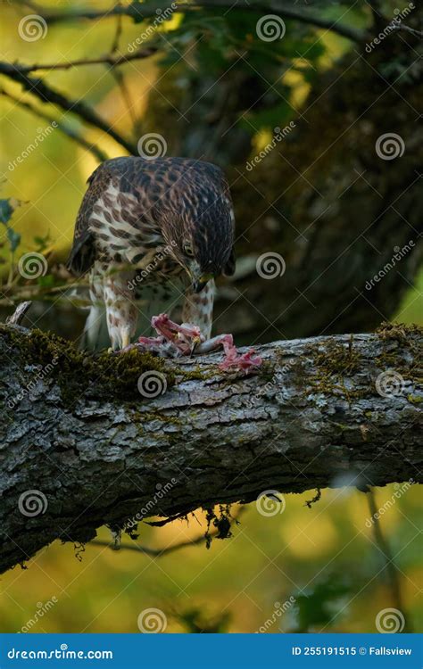 Cooper`s Hawk Feeding on Branch Stock Image - Image of pale, common ...