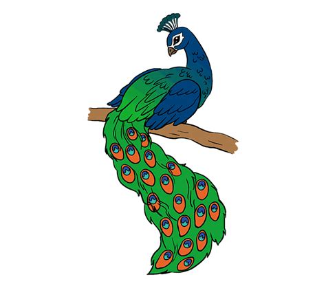 Peacock Drawing Easy at GetDrawings | Free download