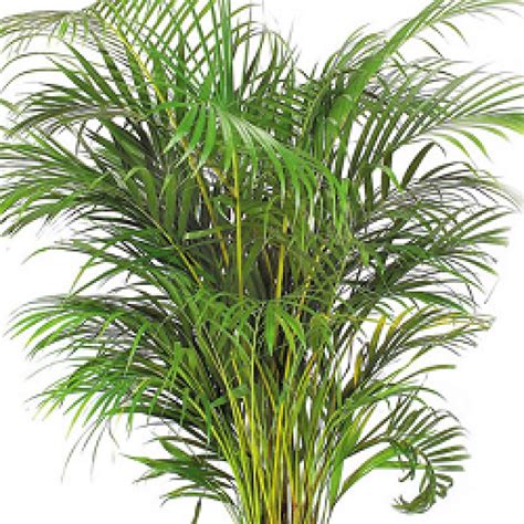 Areca Palm Seeds - 1KG buy online at cheap price on plantsguru.com