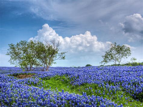 Field of Texas Bluebonnets Photograph by David and Carol Kelly - Pixels