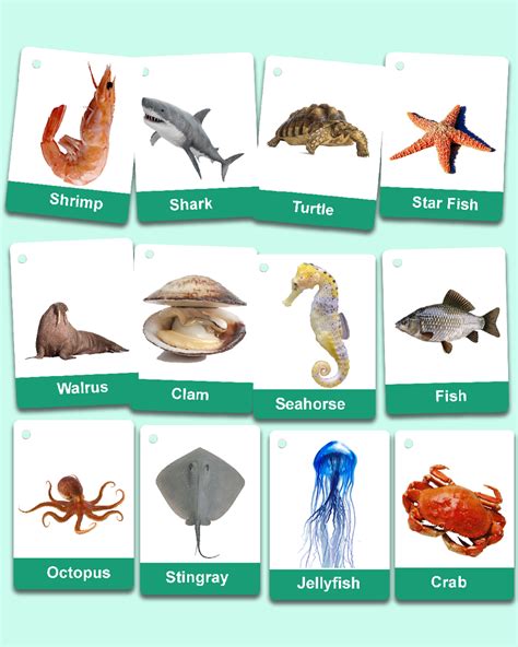 Best Under the Sea Animals Flashcards for Sale (25 Pcs) - Zstore