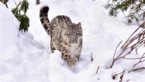 Project Snow Leopard - IAS4Sure