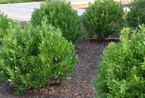 Compact Inkberry Holly | Ilex glabra 'Compacta' - Revolutionary Gardens