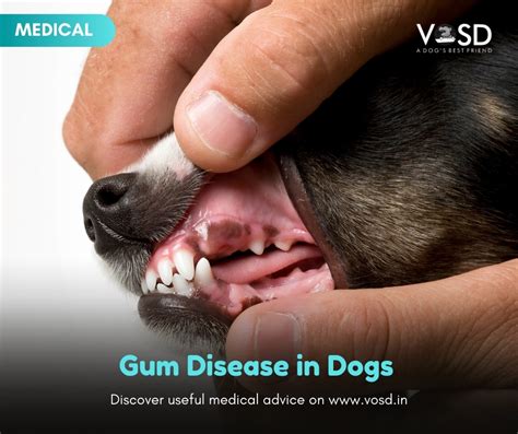 Gum Disease in Dogs - VOSD