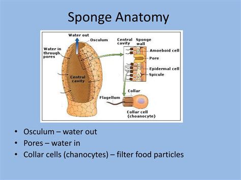 Sponges body structure sponges how do they move - ohjnr