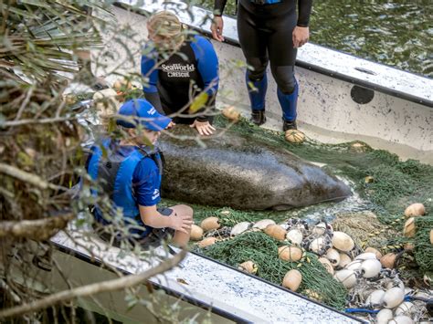 Florida Manatees Are Dying Of Starvation At An Alarmingly High Rate : NPR