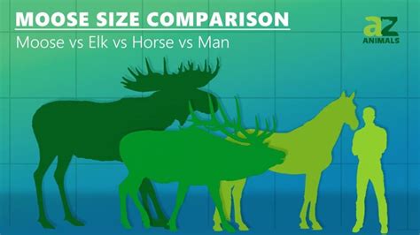 Moose Size Comparison: How Big Are They Really?