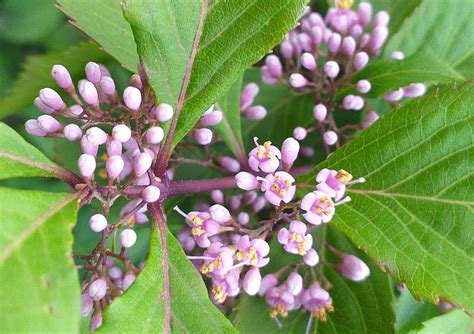 Callicarpa dichotoma - Purple Beautyberry - Jurassicplants Nurseries