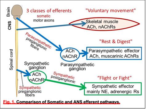 Neurotransmitters and Receptor Types – Autonomic Nervous System Physiology