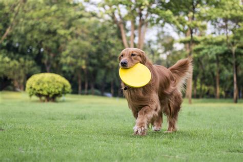 5 Things You Should Know before Getting A Golden Retriever - Animalso