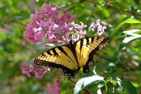 Host Plants for Swallowtails