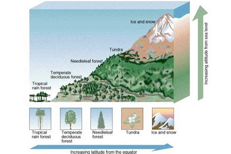 ESS Topic 2.4: Biomes, Zonation and Succession - AMAZING WORLD OF ...