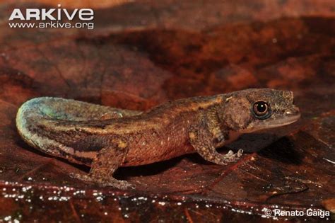 Brazilian pygmy gecko (Coleodactylus amazonicus) via @arkive #gecko # ...