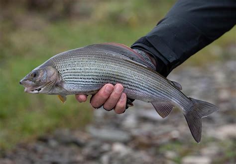 Grayling fishing River Tweed Scotland, Tackle, waders Guides