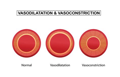 Vasodilation and vasoconstriction. comparison of Blood vessels ...