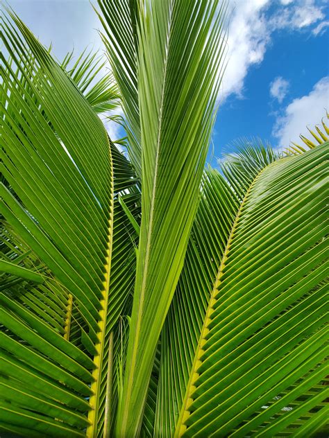 Coconut Tree Leaves