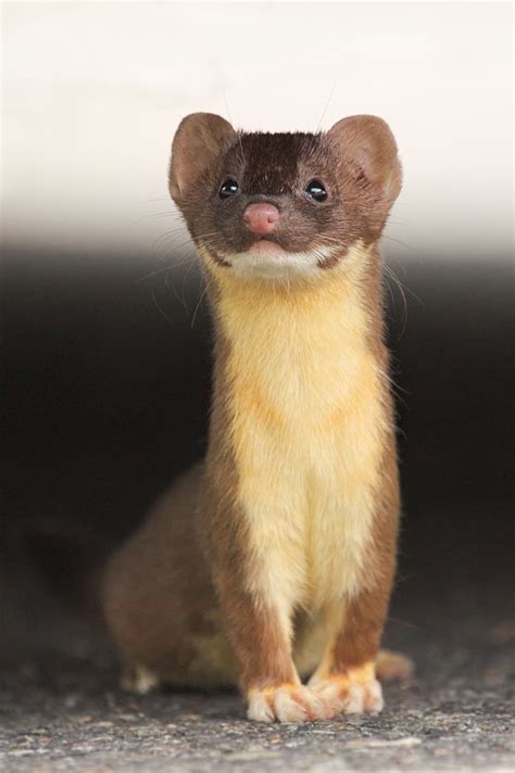 Weasel (Mustela spp.). Photo by Lisa Sproat. #weasel | Cute animals ...