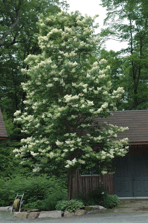 Ivory Silk Japanese Lilac Tree Images ~ Conservations Usda National ...