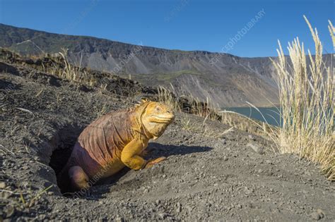 Galapagos land iguana - Stock Image - C057/9614 - Science Photo Library