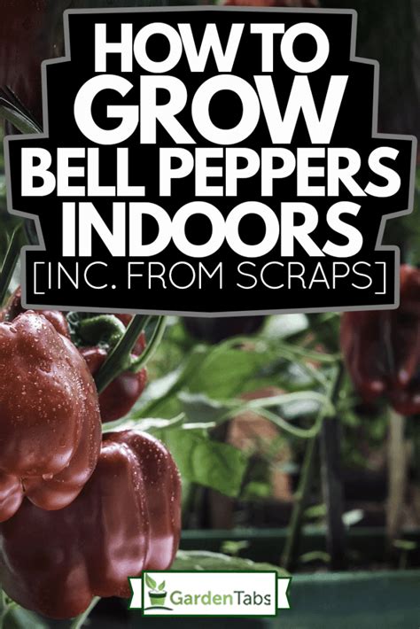 How To Grow Bell Peppers Indoors [Inc. From Scraps]