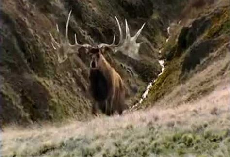 Irish elk – Wild Deer Association of Ireland