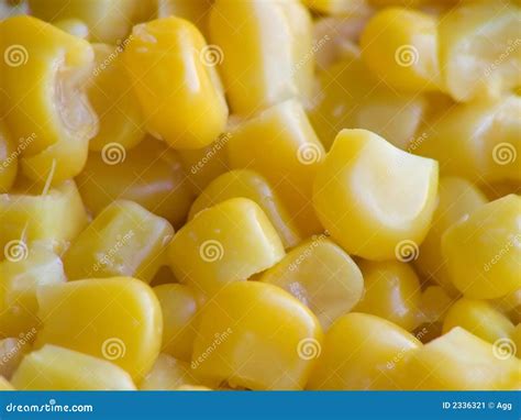 Maize stock image. Image of appetizing, dish, refreshing - 2336321