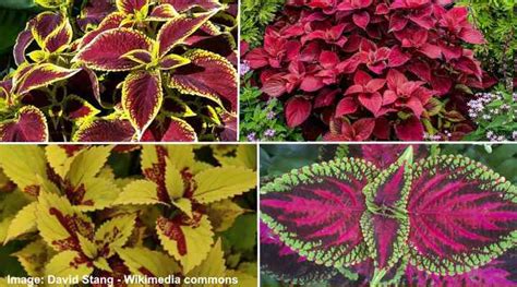 50 Red Leaf Houseplants (Including Plants with Red and Green Leaves)