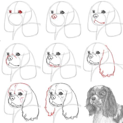 How to draw a Cavalier King Charles Spaniel dog #cavalierkingcharles # ...