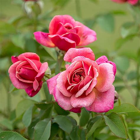 Queen of Elegance™ Floribunda Rose Bush - Vibrant Pink - Bareroot ...