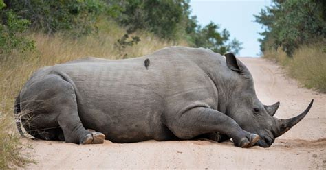 Rhino Poaching: We Must Do Everything We Can to Stop It | HuffPost UK News