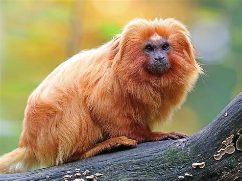 Animales De La Selva Amazonica - SEO POSITIVO