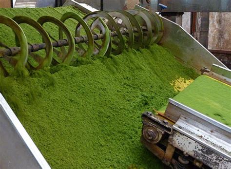 Process of Making Tea - Rote Brothers