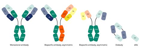 VH3 and Fc fragment binding to protein A | Cytiva