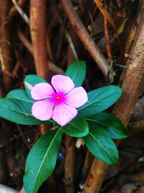 Catharanthus roseus flower - PixaHive